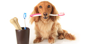 dog teeth cleaning Apache Junction